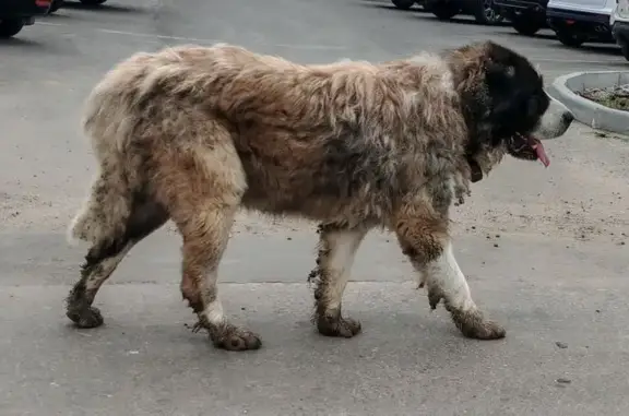Найдена собака, Орёл, фото: Собака на Раздольной, 105Л в Орле