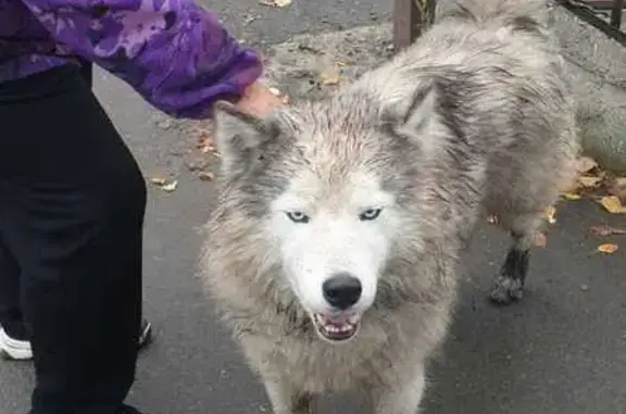 Найдена собака, Бийск, фото: Собака найдена у школы, Мухачева 264, Бийск