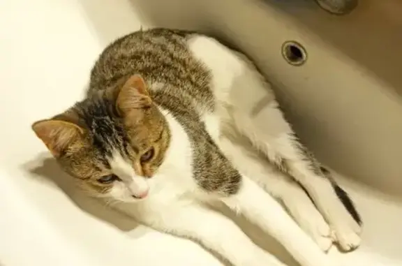 Пропала кошка, Сосновая ул. 32, Одинцово