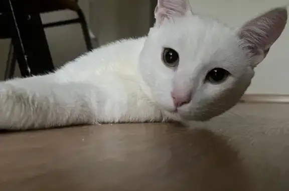 Найдена белая кошка, ул. Габишева, 32, Казань