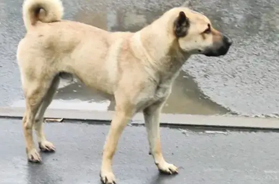 Найдена собака, Кемерово, фото: Найдена собака, ул. Коммунистическая 119