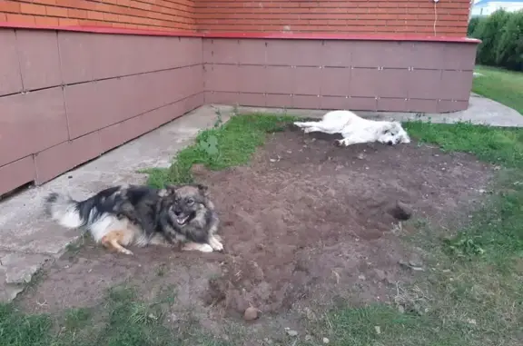 Собаки потеряшки, Кондратово, фото: Потеряшка собака, 2-я Урожайная, 13