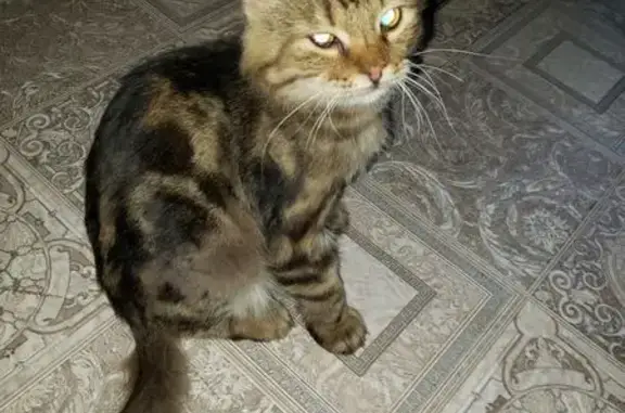 Найдена кошка, Волгодонск, фото: Кошка найдена, Волгодонская ул., Волгодонск