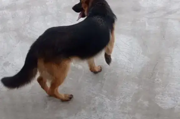 Найдена собака, Минусинск, фото: Найдена собака, Комсомольская ул., Минусинск