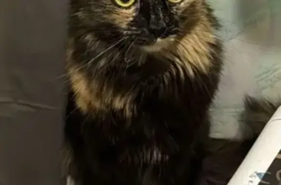 Кошки потеряшки, Набережные Челны, фото: Потеряшка кошка, Набережные Челны, Татарстан