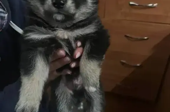 Найдена собака, , фото: Щенки ищут дом: Ижевск, ул. Мальчики 69