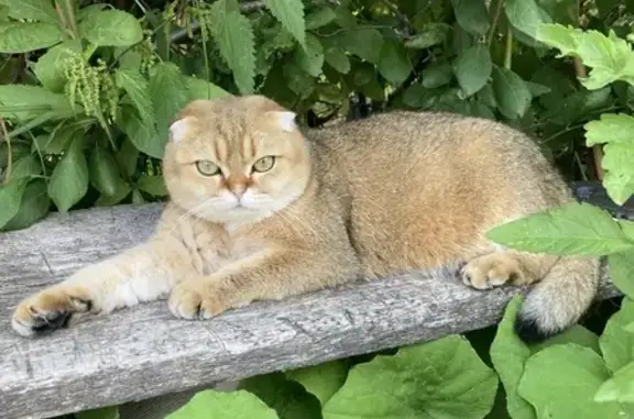 Кошки потеряшки, Саратов, фото: Потеряшка кошка, 5-й Динамовский пер. 2/10