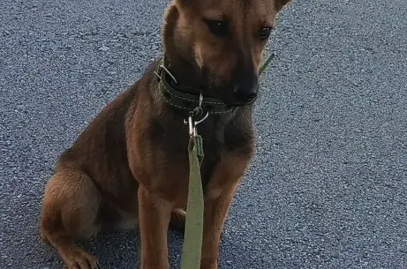 Найдена собака, Бачатский, фото: Найдена собака, ул. Шевцовой, 46