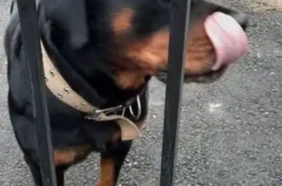 Найдена собака, Киров, фото: Ротвейлер у 