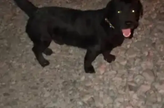 Найдена собака, Краснодар, фото: Найдена собака, Железнодорожная 2Б