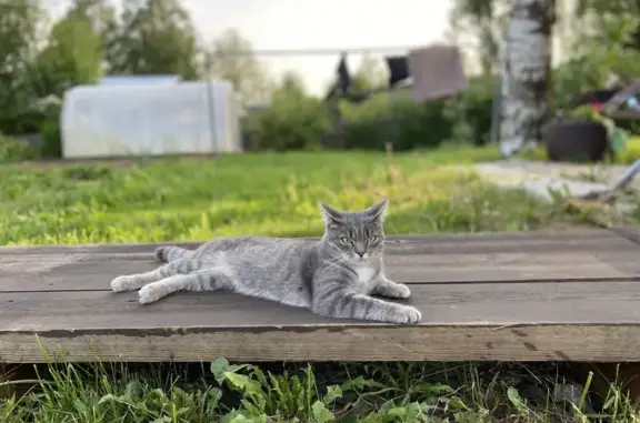 Пропала кошка, Нагорная 20А, Усть-Кулом