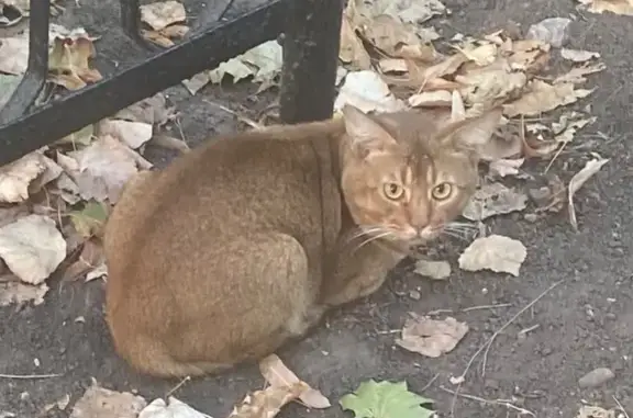 Кошка найдена: Коммунистический 44, Ростов.