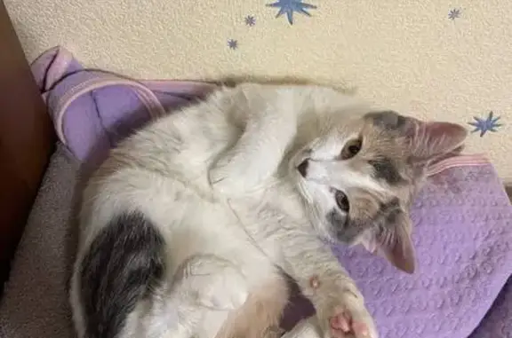 Кошки потеряшки, Пушкино, фото: Потеряшка кошка, Тургенева 12/4, Пушкино