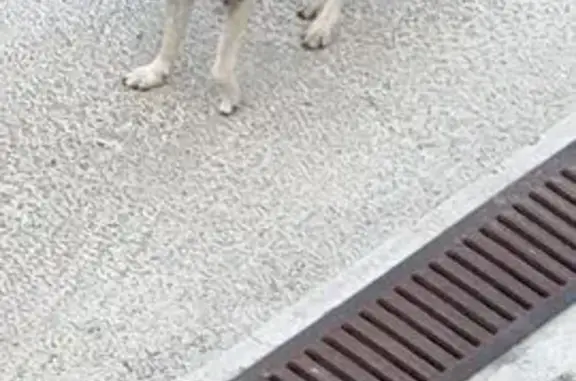 Собака найдена: Верхний Юрт, Краснодарский край