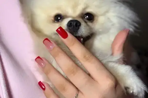 Пропал шпиц, Индустриальная ул., Пенза