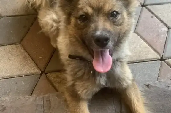 Собаки потеряшки, , фото: Потеряшка собака, Школьная ул., Липецк