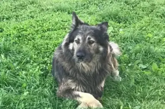 Пропала собака, МО