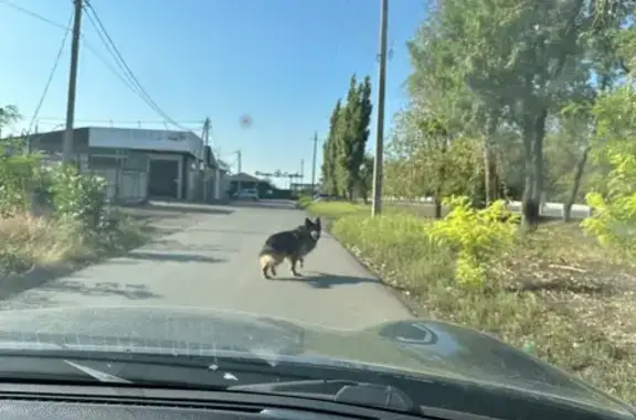 Собака найдена: пр. Воронцова, Аксай