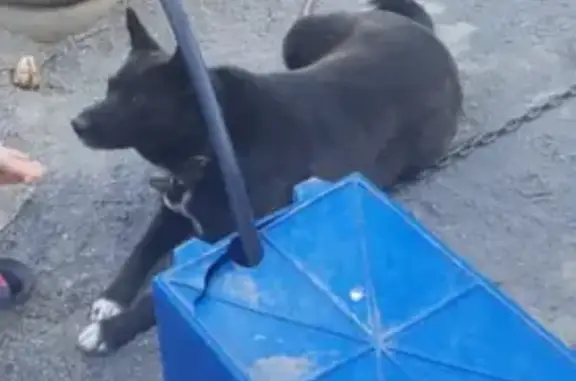 Собаки потеряшки, Хабаровск, фото: Потеряшка собака, Массовая 15, Хабаровск