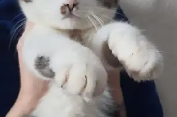 Кошки потеряшки, Хабаровск, фото: Потеряшка кошка, Тихоокеанская 193А