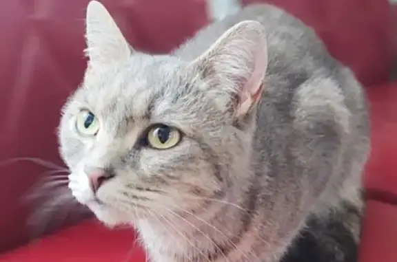 Найдена кошка, Вологда, фото: Кошка найдена: ул. Горького, 51, Вологда