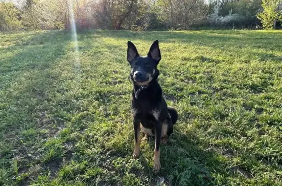 Собаки потеряшки, Волгоградская область, фото: Потеряшка собака в Акатовке, Волгоград