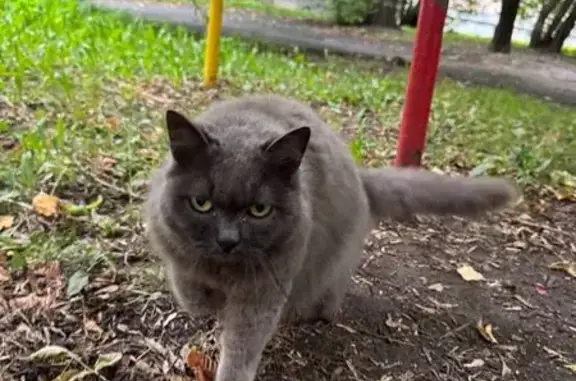 Кошка найдена на ул. Кирова, 9/6, Челябинск