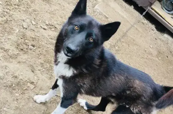 Пропала лайка, Улан-Удэ, Бурятия