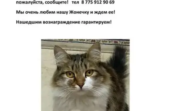 Кошки потеряшки, Астана, фото: Потеряшка кошка, ул. Маскеу, 26/1, Астана