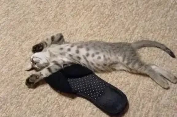 Кошки потеряшки, Ессентуки, фото: Потеряшка кошка, ул. Свободы, Ессентуки