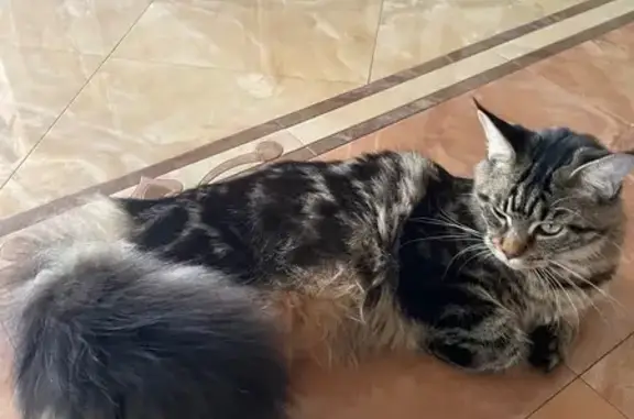 Пропала кошка, 7-й Дегтярный пр., 1, Саратов