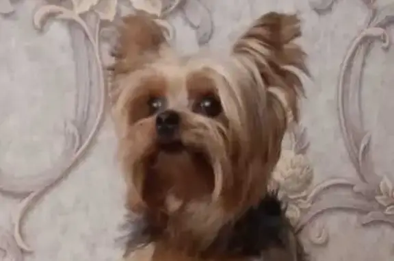 Собаки потеряшки, Саранск, фото: Потеряшка собака, Пролетарская 42, Саранск