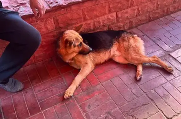 Найдена собака, Заречная 32, Балашиха