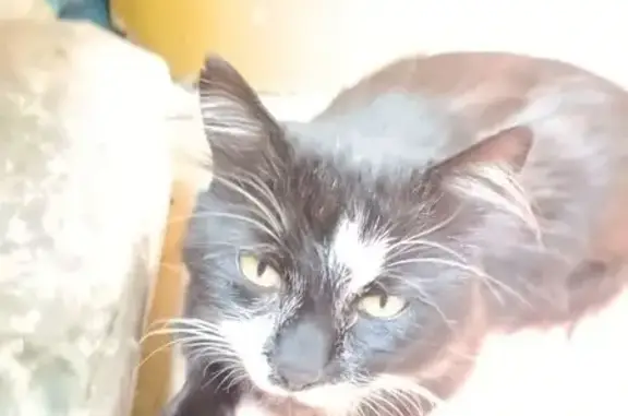 Найдена кошка, Вышний Волочёк, фото: Кошка найдена у Казанского ТЦ, Вышний Волочёк