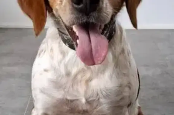 Найдена собака, Сергей-Поле, фото: Собака найдена: ул. Славы, Сергей-Поле