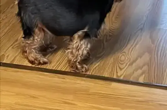 Найдена собака, , фото: Йорк найден: Осташковское ш., Ульянково