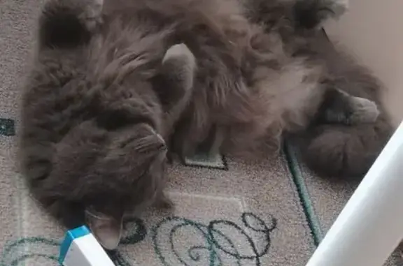 Пропала кошка, ул. Белова, 11, Вел. Новгород