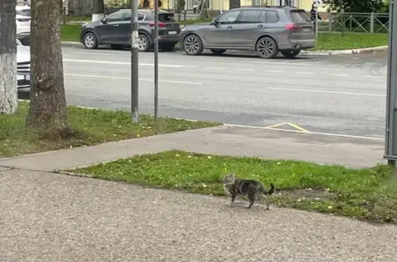 Найдена кошка, Йошкар-Ола, фото: Кошка найдена у кафе Светлица, Гагарина 4