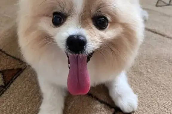 Пропала собака шпиц, ул. Марата, 13