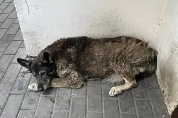 Собаки потеряшки, Калининградская область, фото: Потеряшка собака в п. Разино, Гурьевск