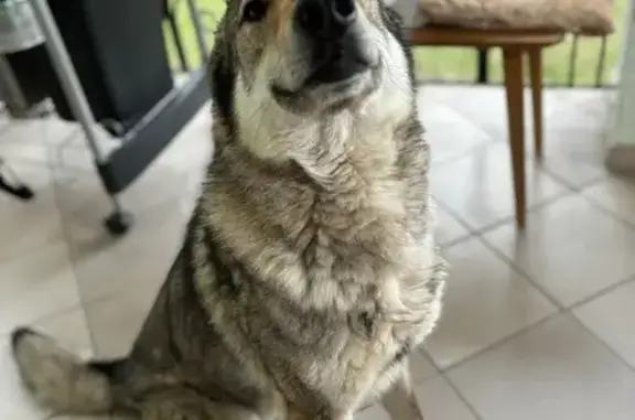 Собаки потеряшки, Ильинский, фото: Потеряшка собака, ул. Карла Либкнехта, 15