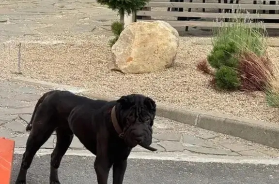 Найдена собака, Брянск, фото: Найдена собака, Флотская 91, Брянск