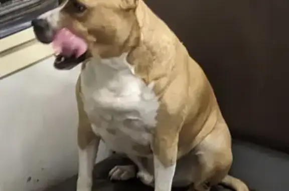 Найдена собака, , фото: Найдена собака в Красноармейске, МО