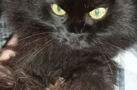 Кошки потеряшки, Октябрьский (Московская обл.) (Москва и Московская обл.), фото: Потеряшка кошка, Гаражная ул., 3А, Октябрьский