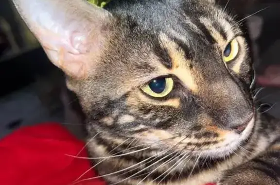 Кошки потеряшки, Воронежская область, фото: Потеряшка бенгальская кошка, Ямное, Воронеж