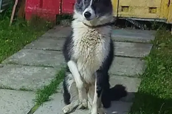 Найдена собака, , фото: Собака найдена на АЗС, Сыктывкар