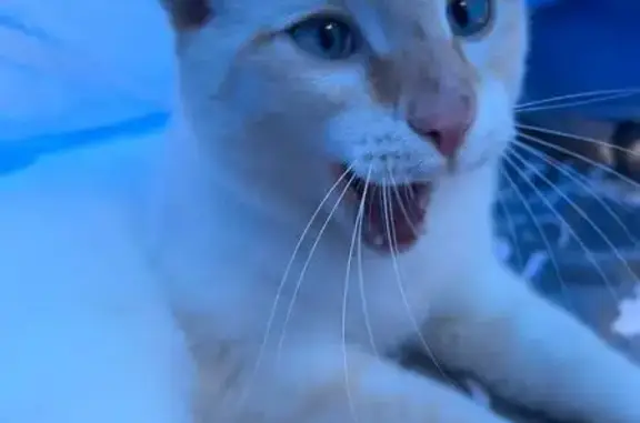 Пропала кошка, Братск, Иркутская обл.