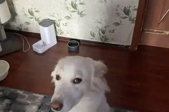 Светлая собака найдена на Витебском, 108