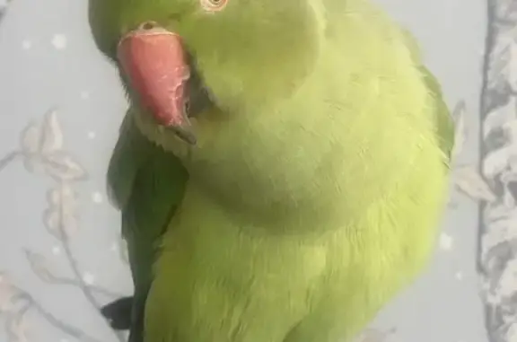 Пропал зелёный попугай, Ипподромная 53