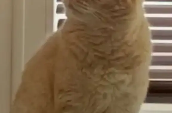 Пропала кошка, дача Перикса, Тамбовская обл.